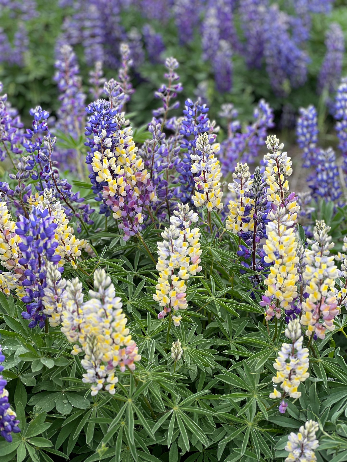 Lupine 6