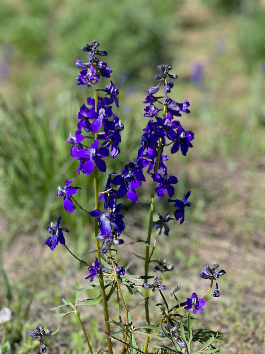 Larkspur 2