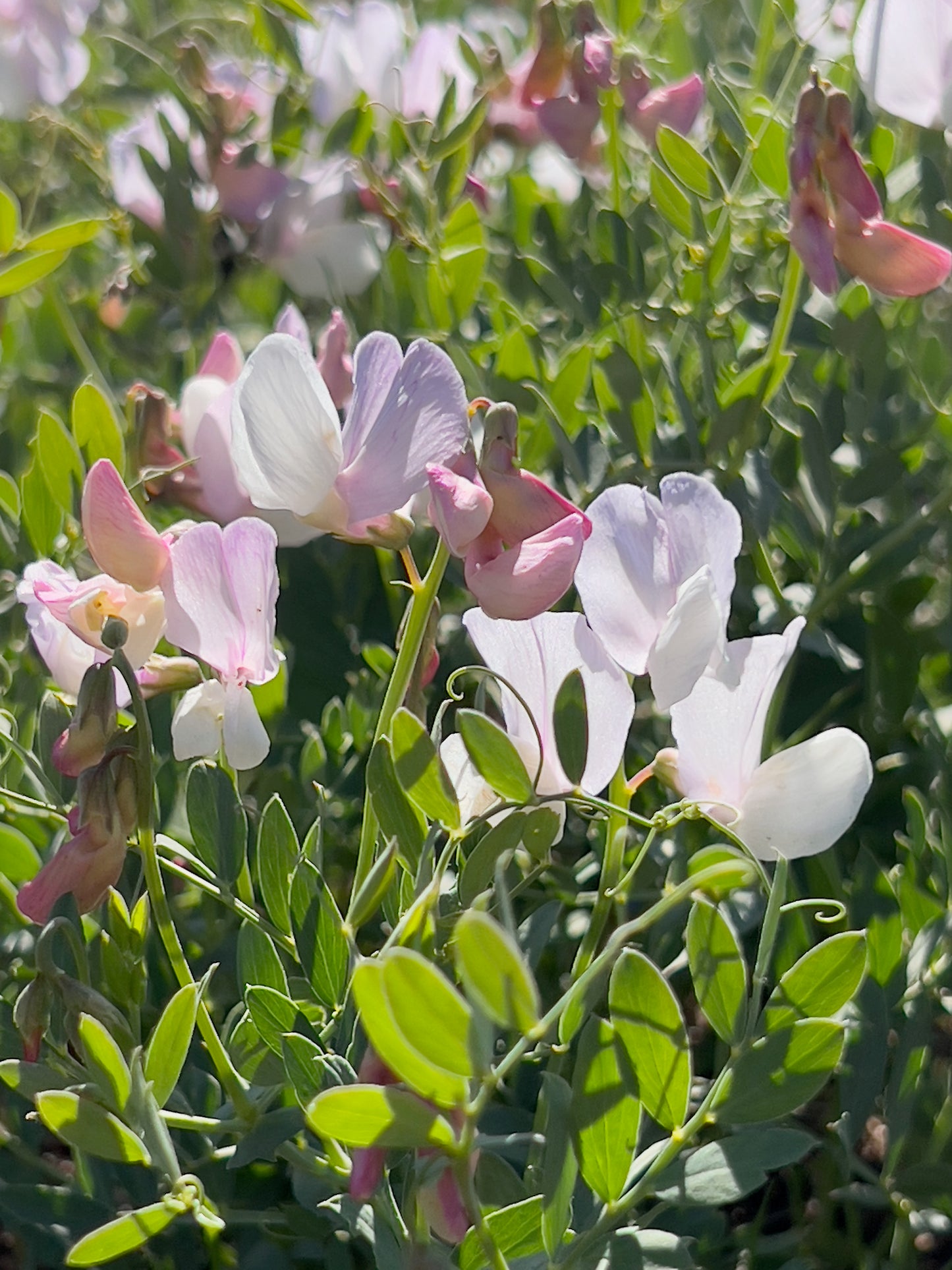 Wild sweet peas 2