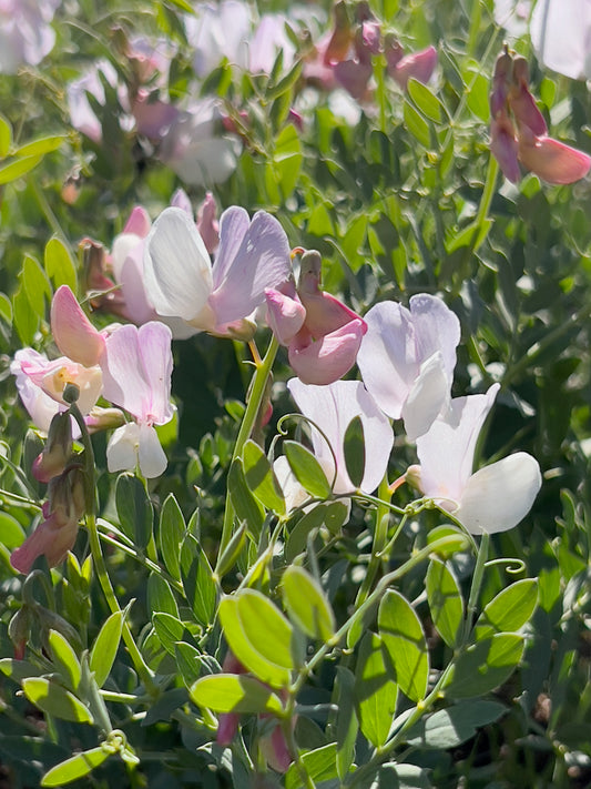 Wild sweet peas 2