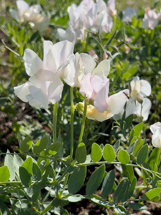 Wild sweet peas 3