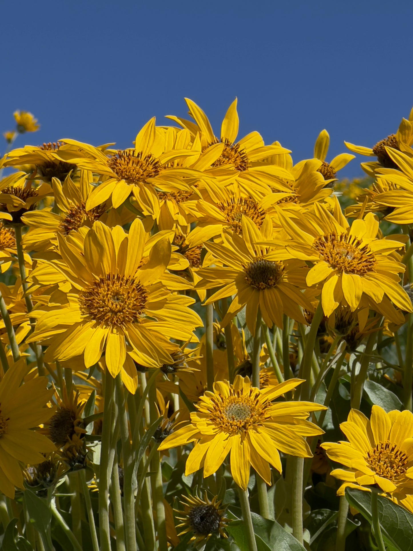 Arrowleaf Balsamroot 6