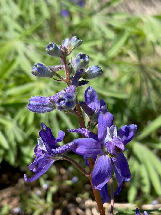 Larkspur