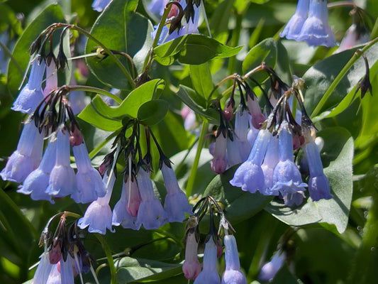 Mountain bluebells 2