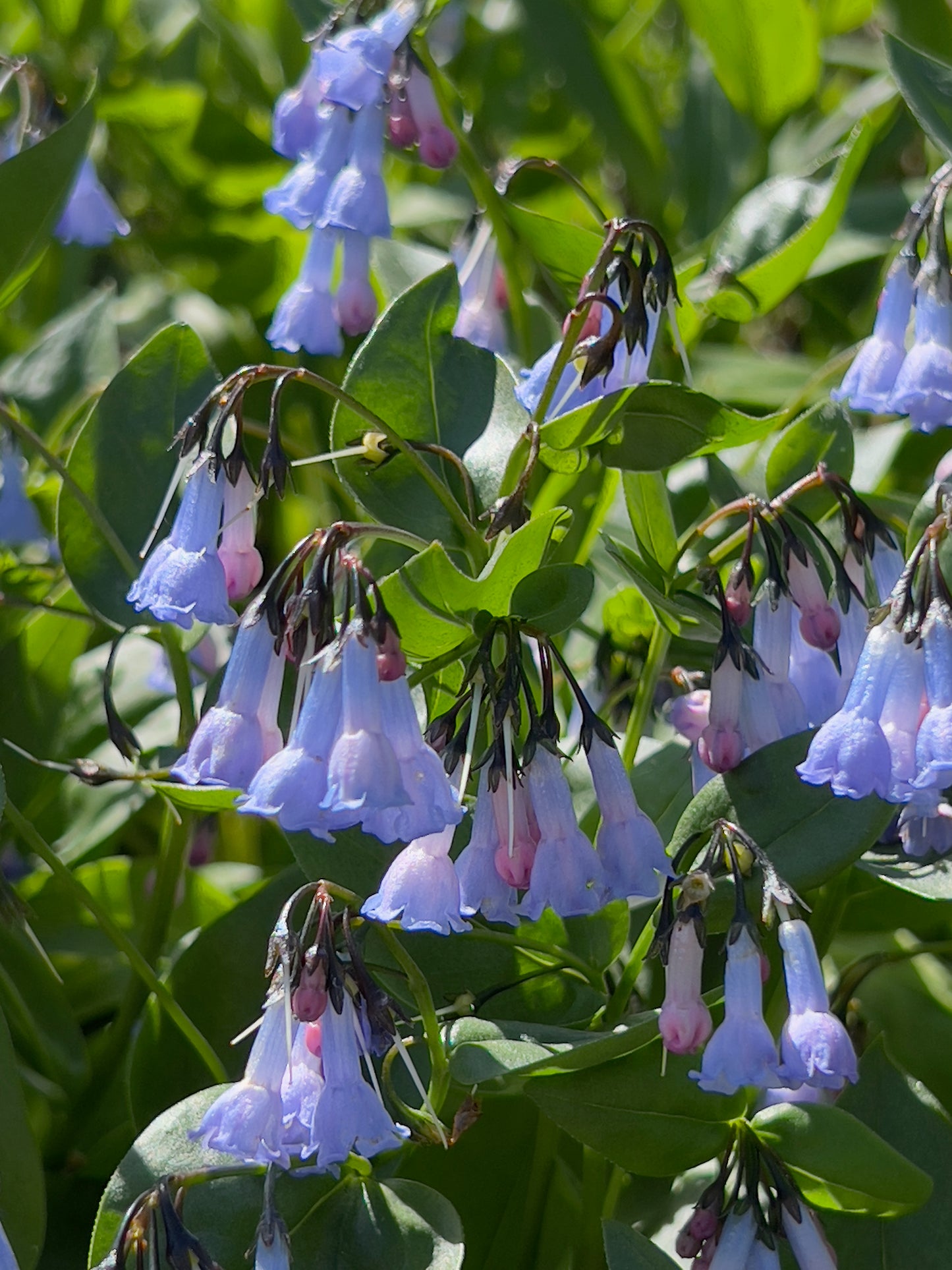 Mountain bluebells 3