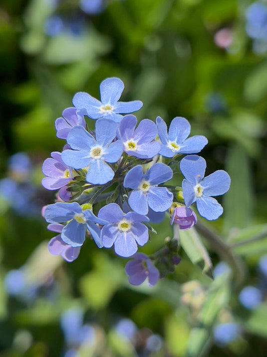 Forget me nots 2