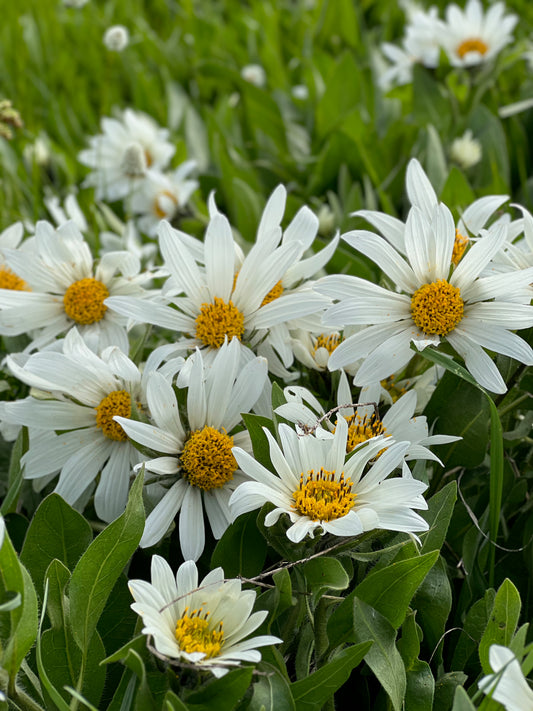 Mule's ears