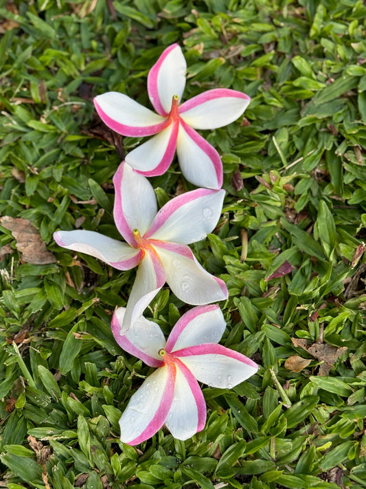 Plumeria 2