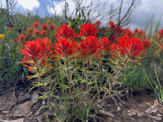 Paintbrush 10