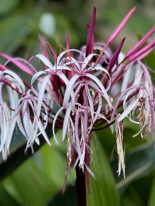 Spider lily 2