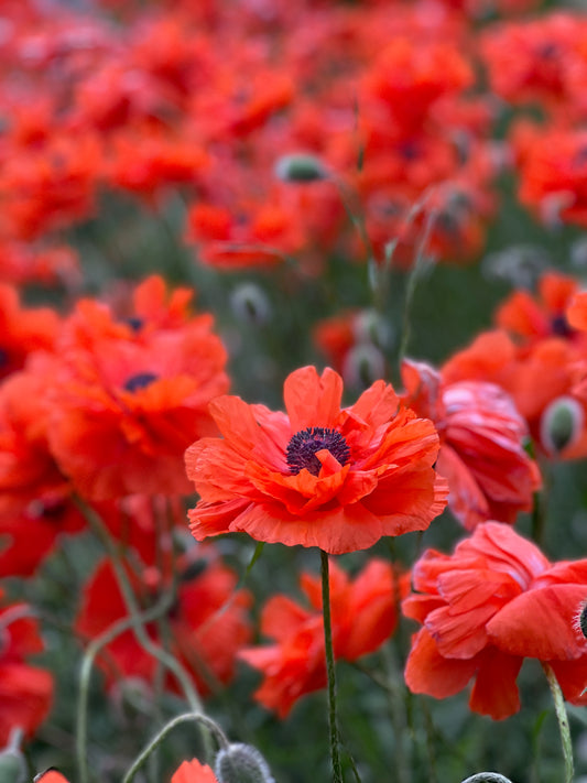 Poppies