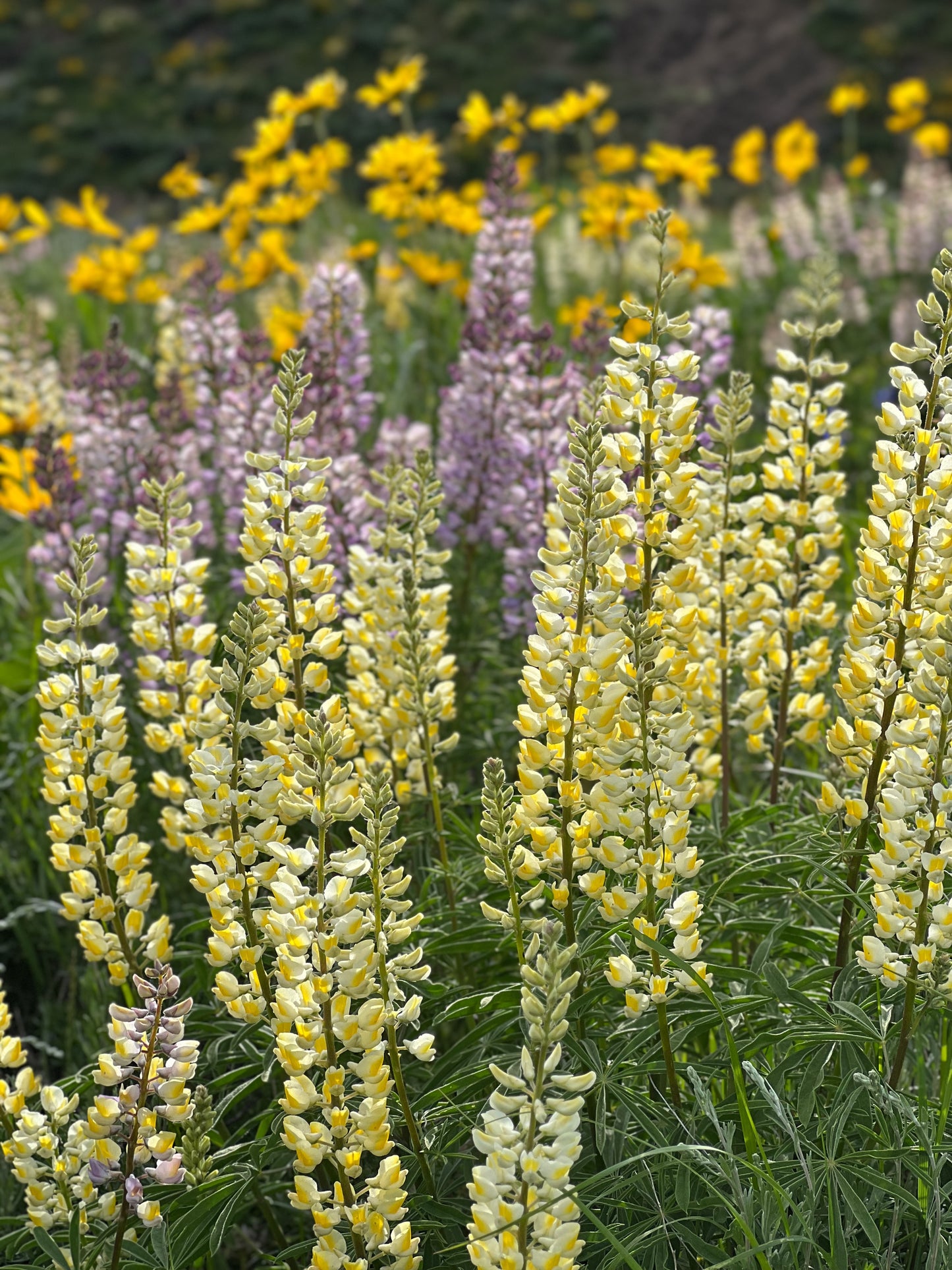 Lupine Field 5