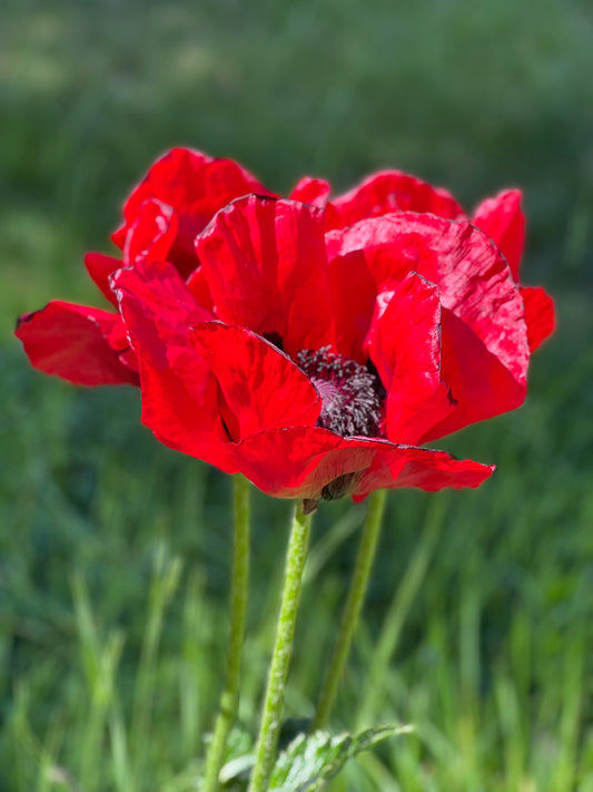 Poppies 2