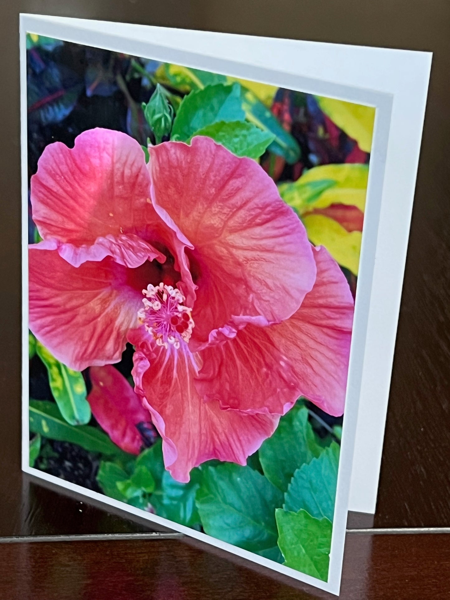 Ruffled pink hibiscus