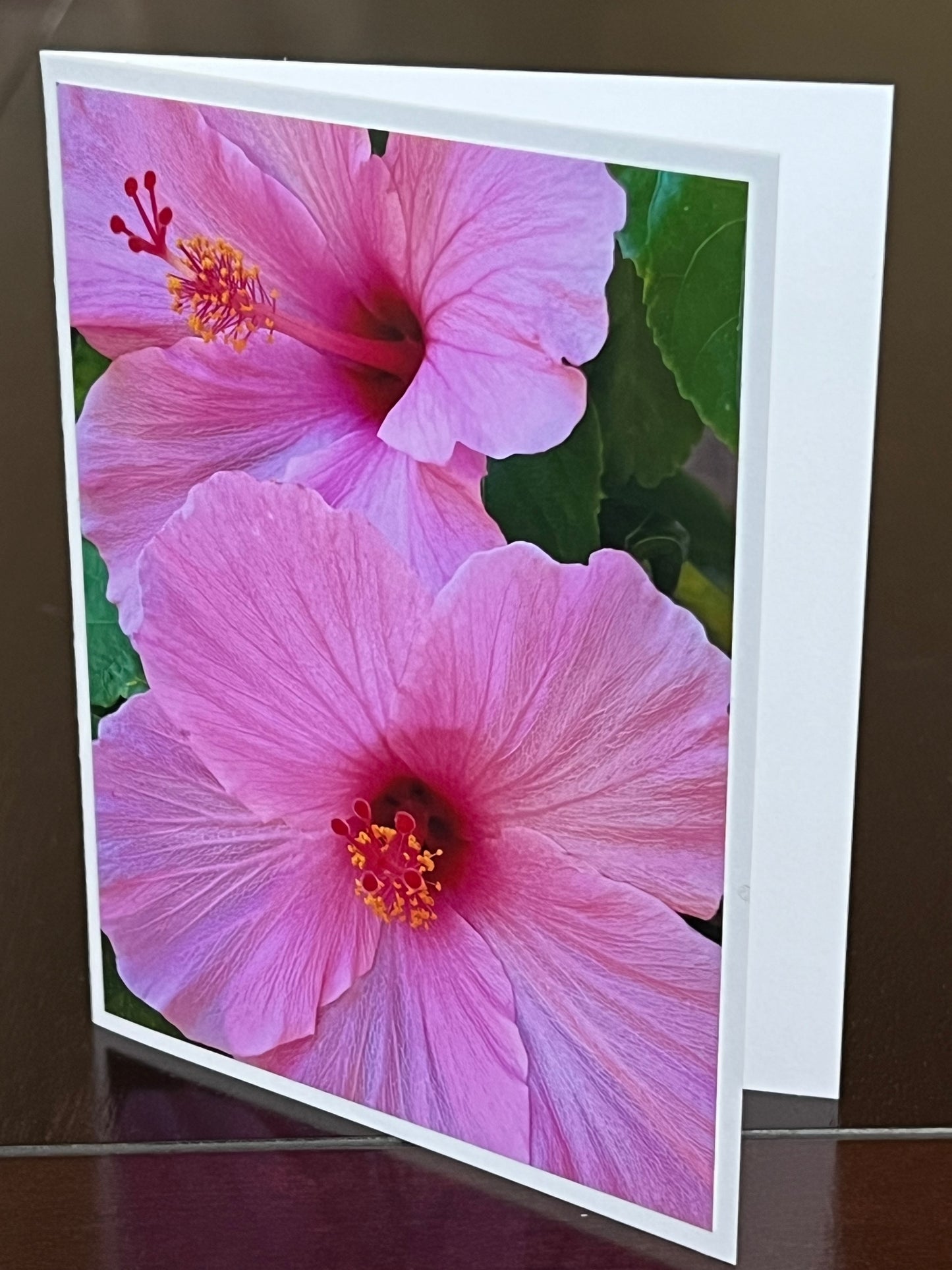 Pink hibiscus