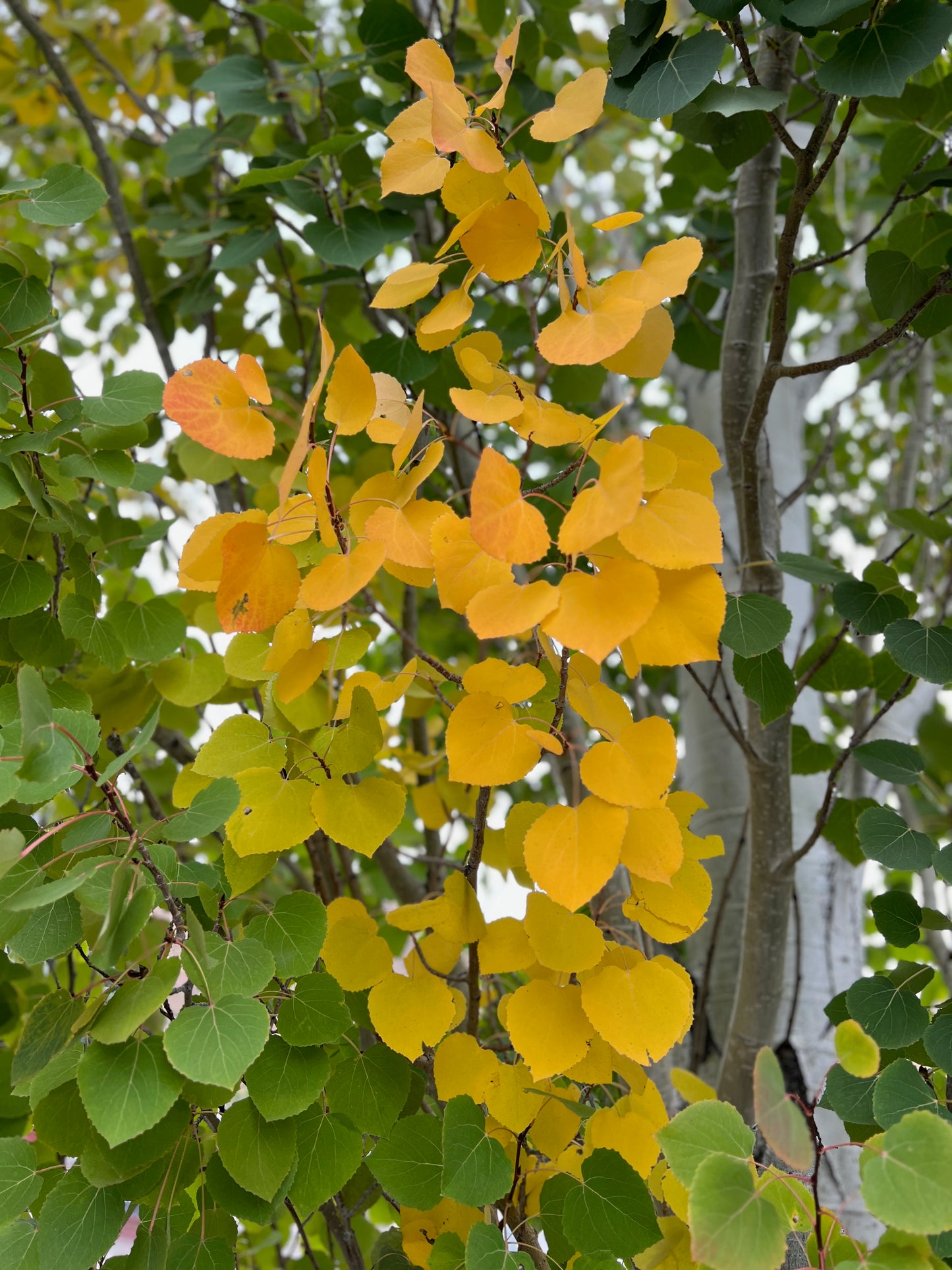 Swedish Aspen colors 4