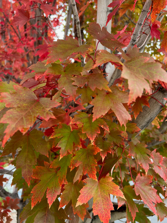 Red leaf maple 3