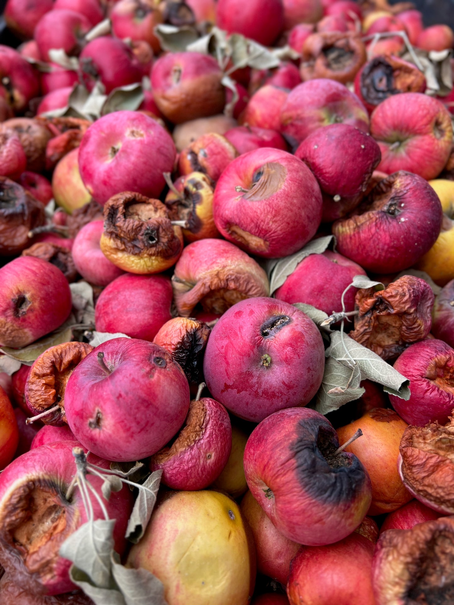 Ripe apples