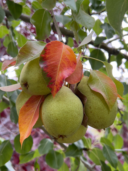 Pear tree