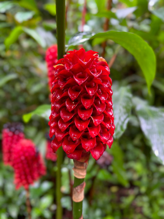 Red wax ginger