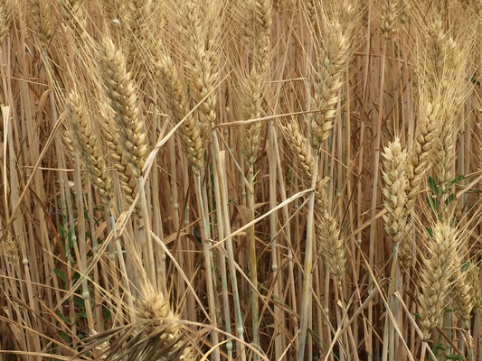 Golden wheat