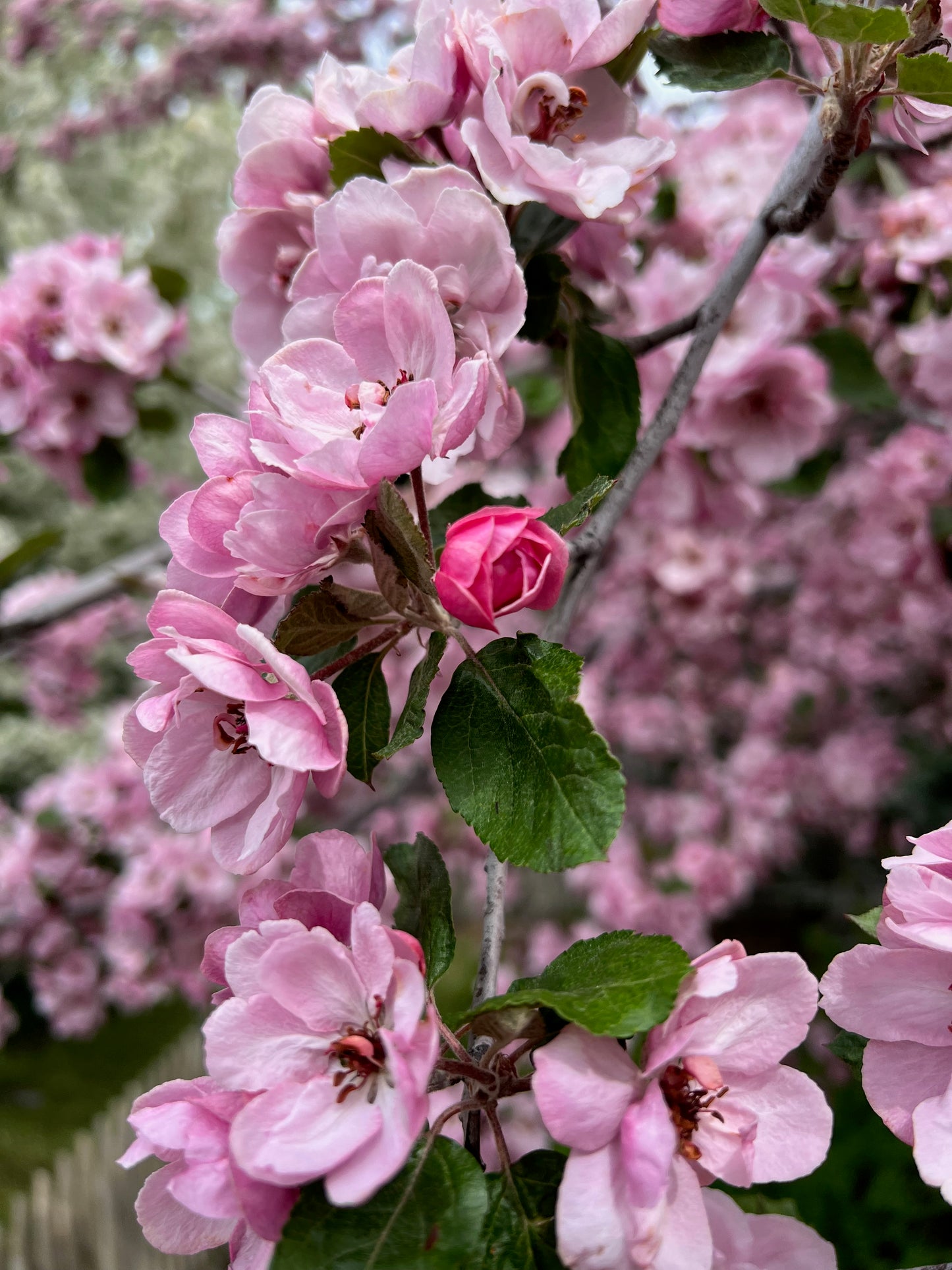 Flowering crabapple 2