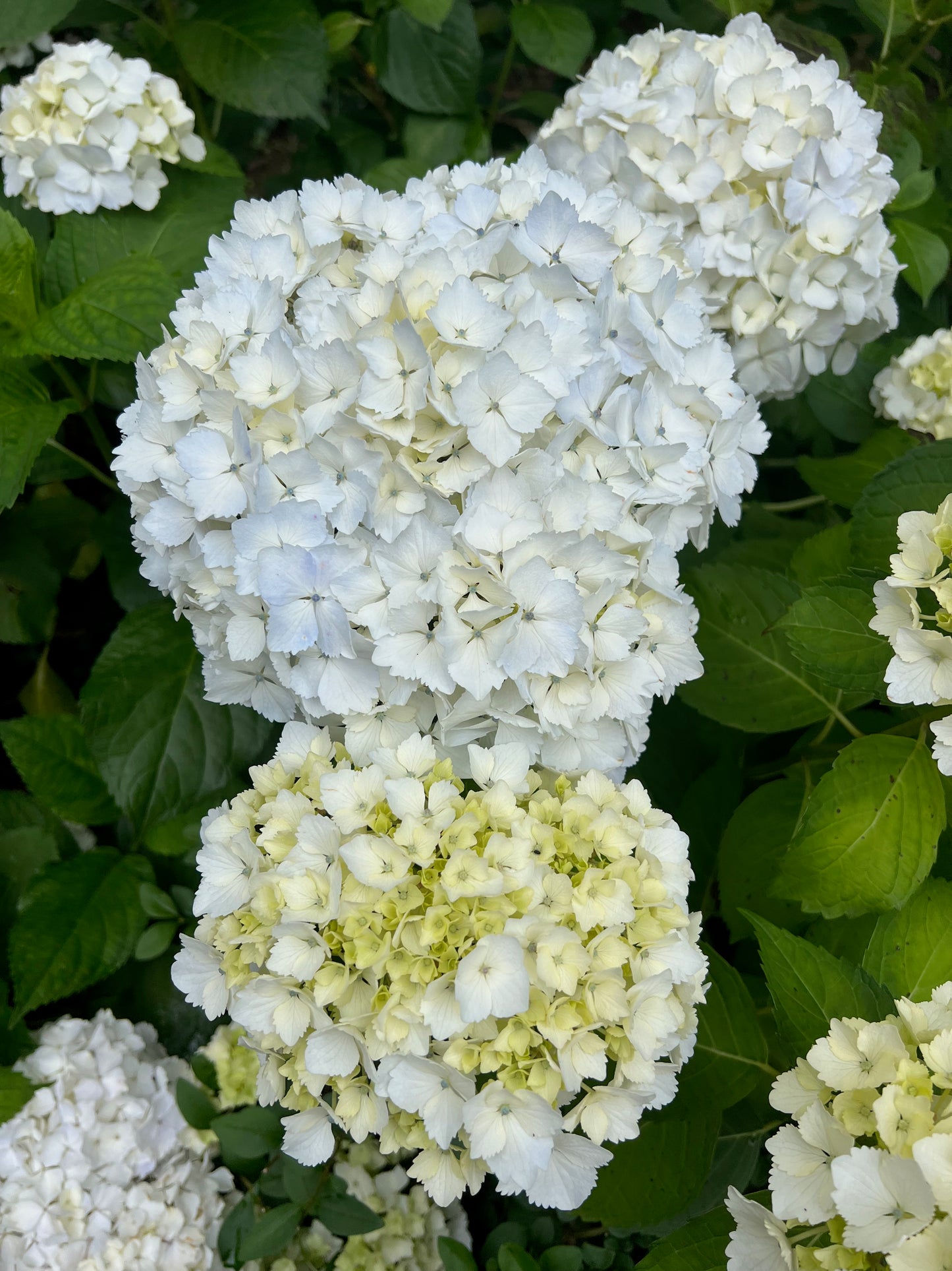 White hydrangea 2