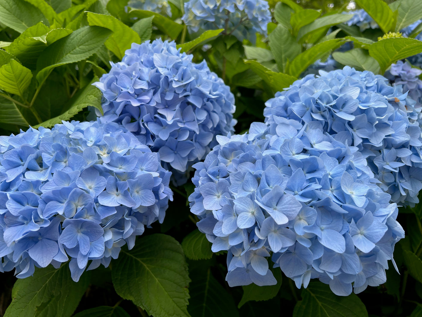 Blue hydrangea 3