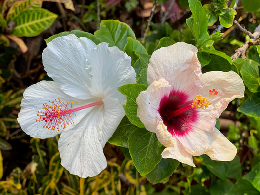 White hibiscus