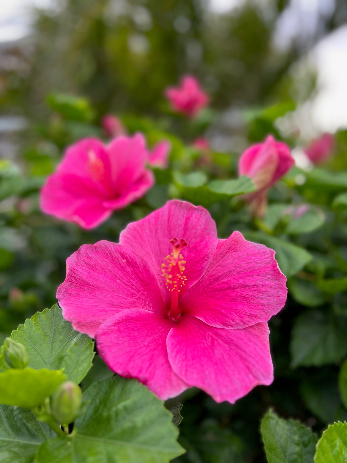 Bright pink hibiscus