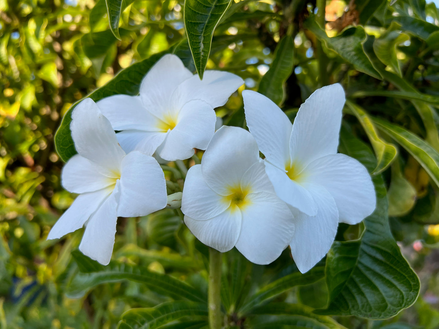 Golden arrow plumeria