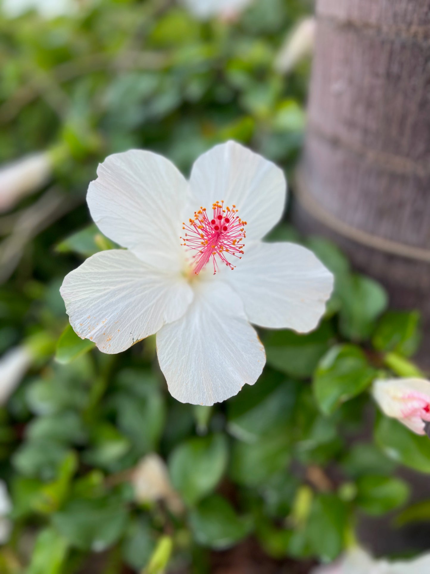 White hibiscus 3