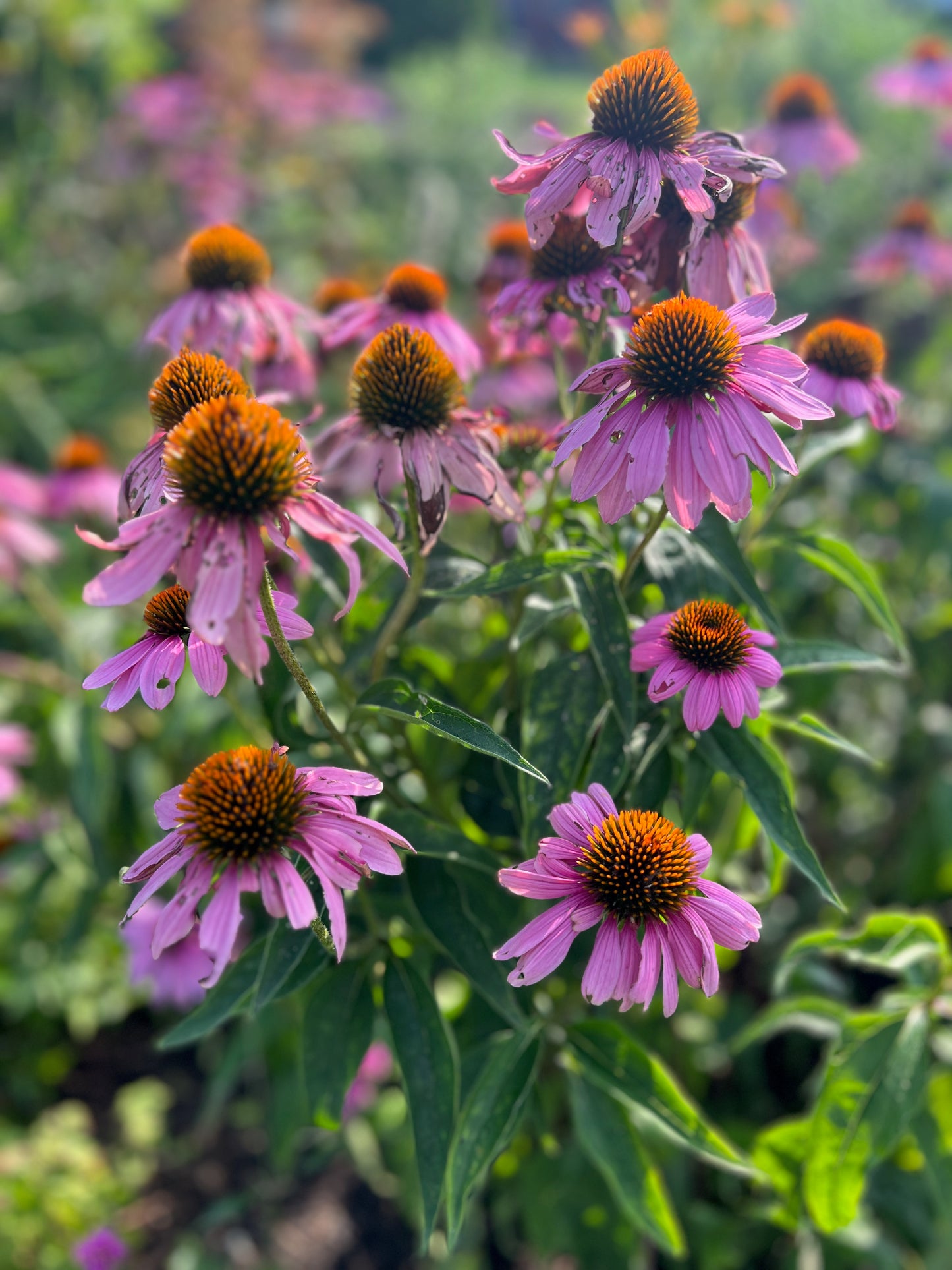 Echinacea