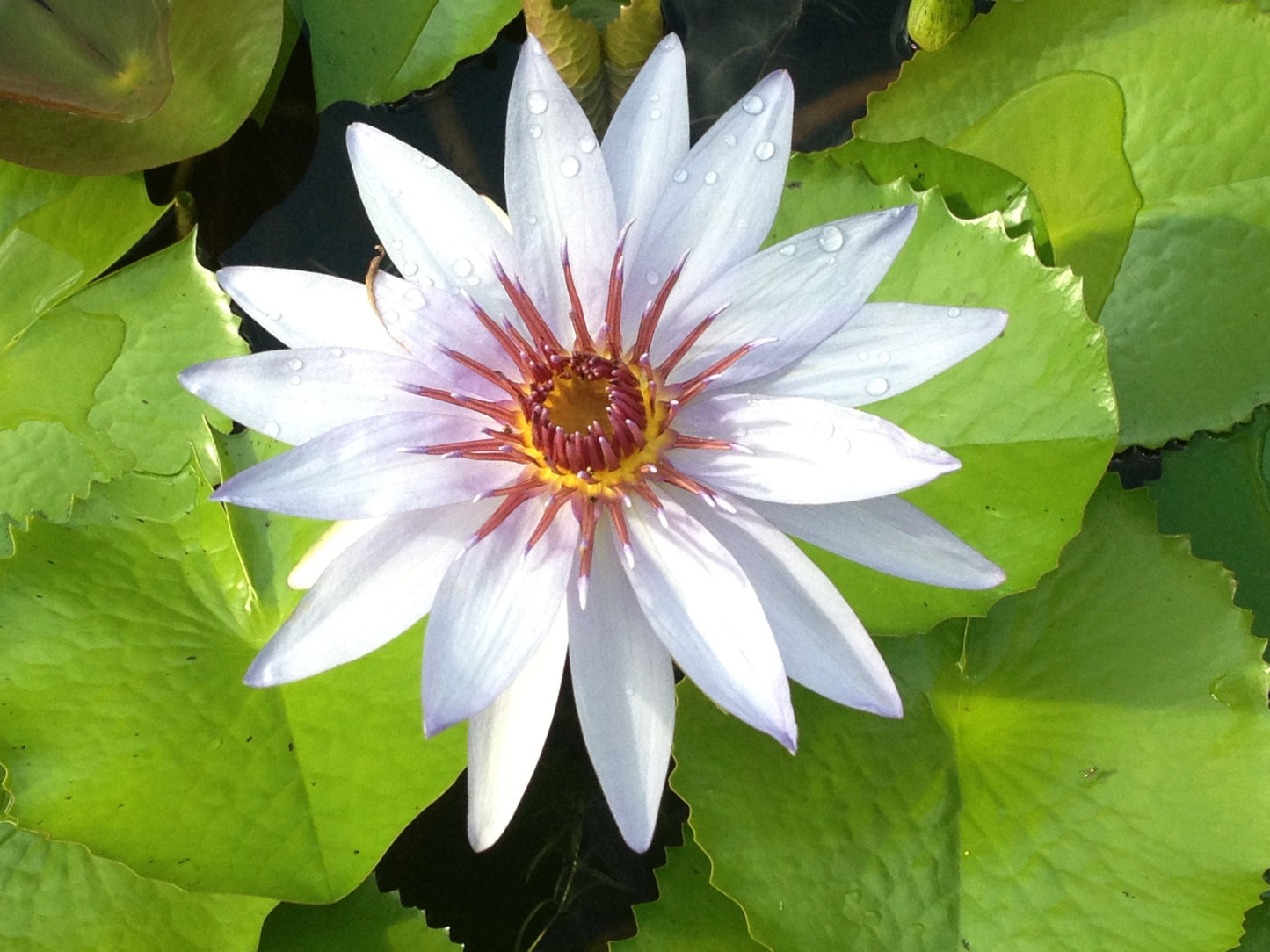 Water lily