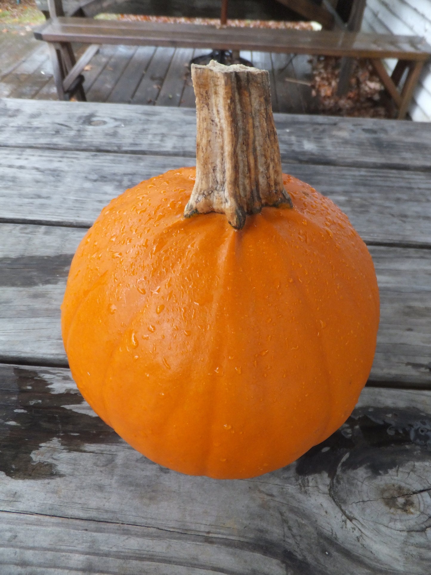 Fall pumpkin