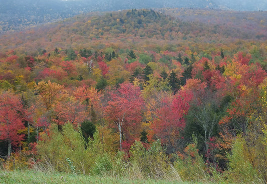 Vermont forest