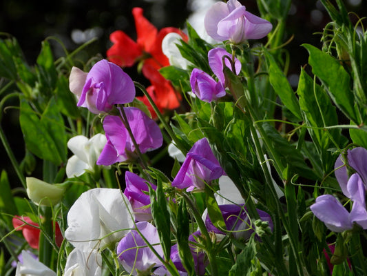 Sweet peas