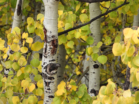 Yellow aspen