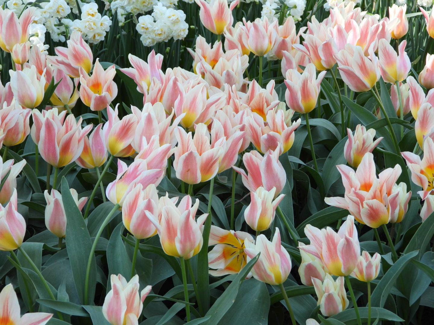 Field of pink, white and yellow