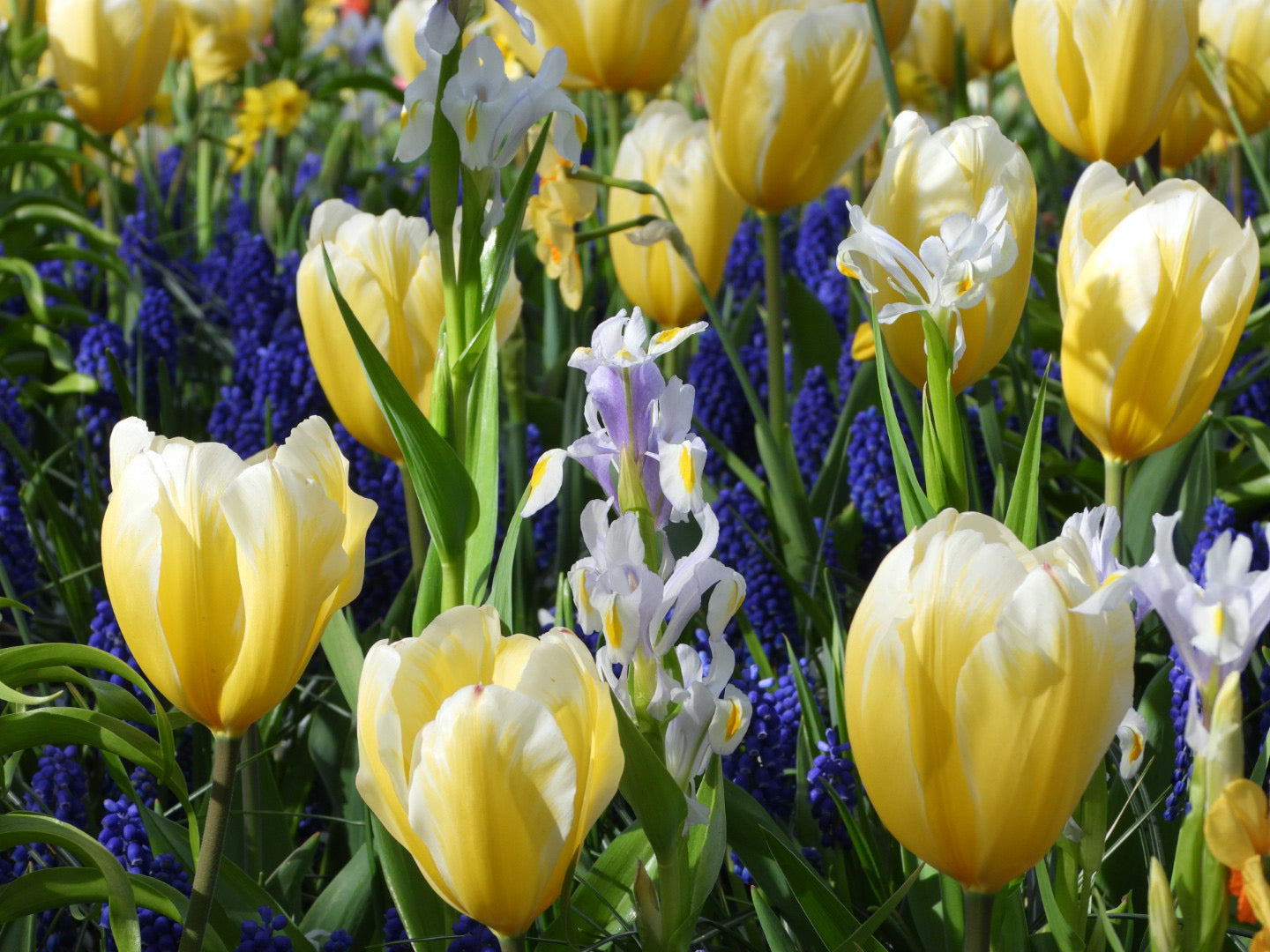 Yellow tulips and hyacinths