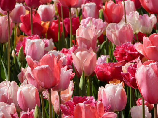 Pink tulip medley