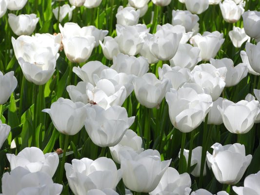 Delicate white tulips