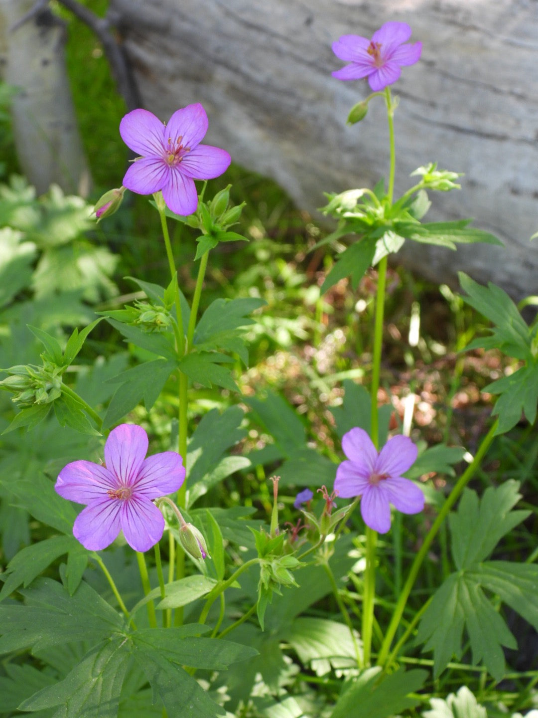Wild geranium