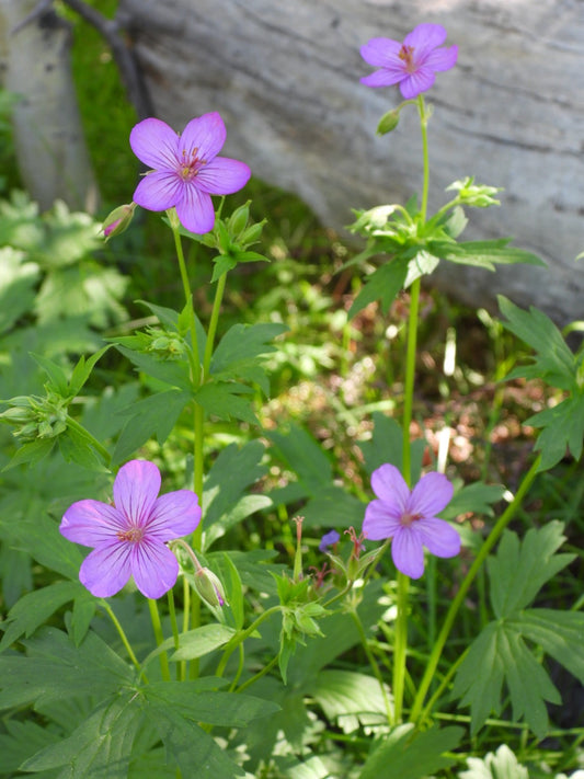 Wild geranium