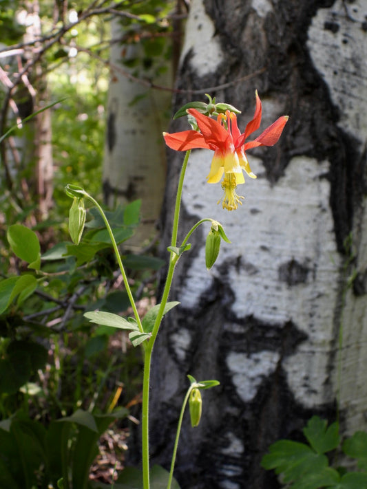 Columbine