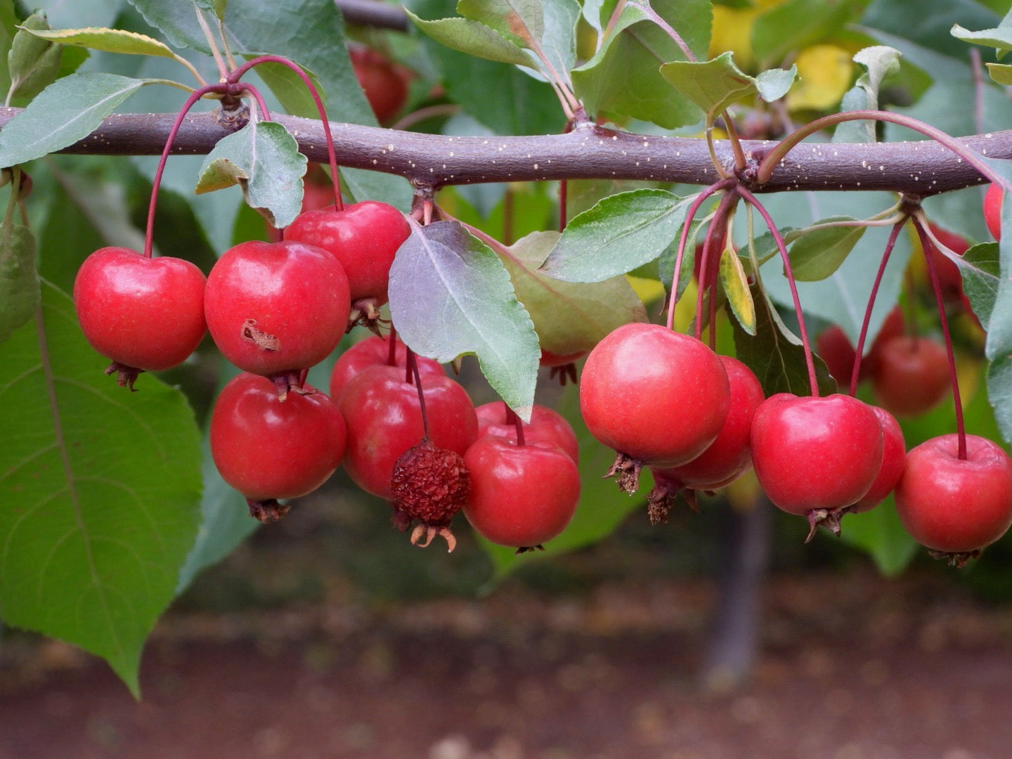 Shiny crabapples