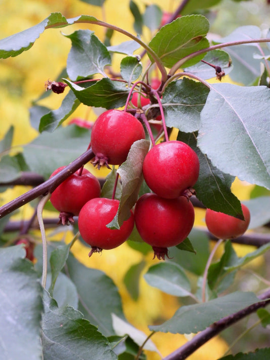 Shiny crabapples 2