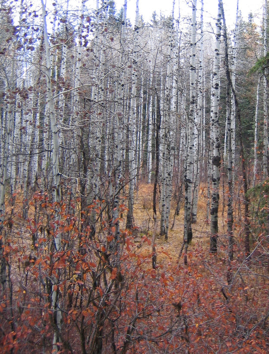 Fall aspen forest