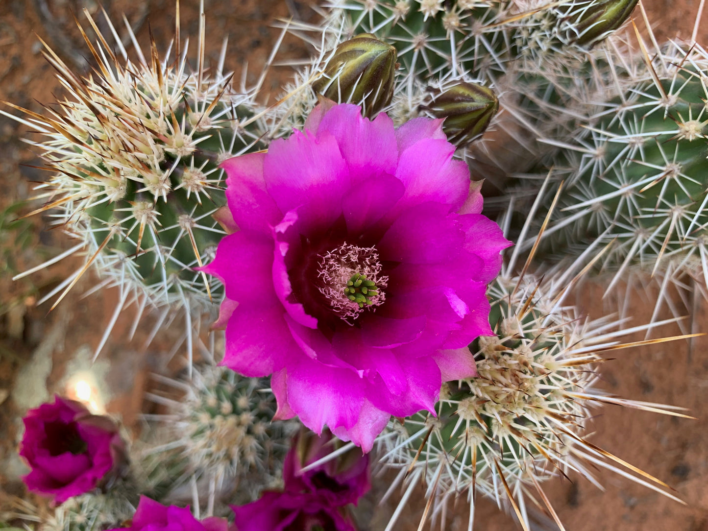 Flowering cactus