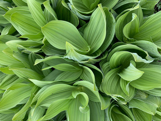 Green leaves